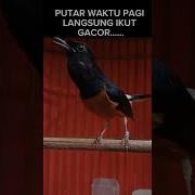 Masteran Murai Batu Terbaik Dengan Suara Air Jernih Banyak Yang Cari