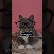 Кот Жрет Мем