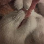 Котик И Мясо Mp4