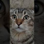 Кот Бендер И Страшная Музыка