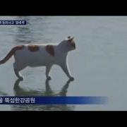Cat Walking On Frozen Han River Remix
