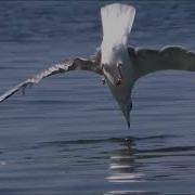 Крик Чайки На Море