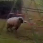 Бешенный Баран Смешное Видео Видео Прикол