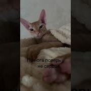 Когти Могут Впится В Ногу