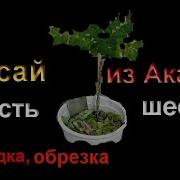 Белая Акация Часть 6