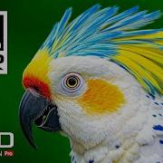 Музыка Для Видео