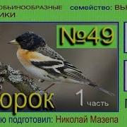 Юрок Голос