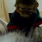 Мартышка Ищет Блох У Кота
