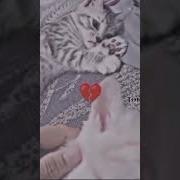Грустная Мемная Музывка