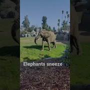 Elephant Sneeze Real Life