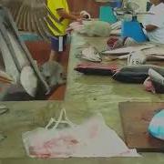 Охирги Замон Дангаса Хайвонлари Oxirgi Zamon Dangasa Hayvonlari