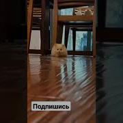 Кот Бендер Мем Громко