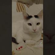 Мама А Ты Меня Любишь