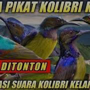 Pikat Burcil Kolibri Kalapa