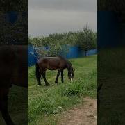 И Лишь Коты Со Мной На Ты