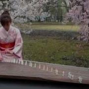 さくら Sakura 25絃箏 25 Strings Koto