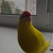 Самка Какарик Разговаривает