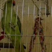 Ожереловый Попугай Говорит Ringneck Parrot Talks