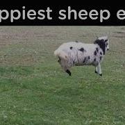 Happy Sheep