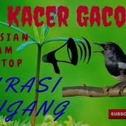 Masteran Kacer Full Isian Jernih Durasi Panjang Mp3 Masteran Burung Kacer Full Isian Mp3