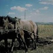 Лошадь Пашет Horse Plow Ходи Лошадью Русский Мужик Пашет Землю Конь С Плугом