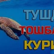Туш Табири Тушда Тошбака Куриш