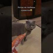 Кот Тошнит От Креветок