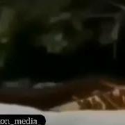 Шеър Ёрону Бародарон Маро Ёд Кунед