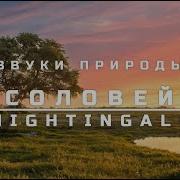 Пение Соловья 10 Часов