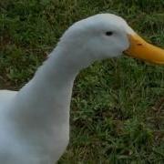 Duck Sound