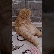 Кот Из Тик Ток Прикол