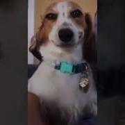 Dog Shaking Meme