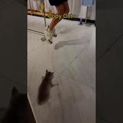 Мяу Мяу Близняшки