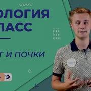 Биология 6 Класс Параграф 10 Побег Развитие Побега Из Почки