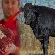 Бу Мол Гушти Канча Туришини Эшитганмисиз