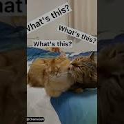 Кури Нани Коре Нани