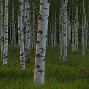 Синица И Соловей Пение Птиц В Берёзовой Роще