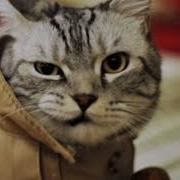 Клип Для Песни Мой Кот Любит Хип Хоп
