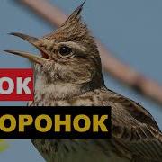 Джурбай Жаворонок Манок