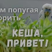 Кеша Привет