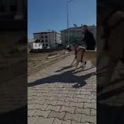 Песня Гра Та Та Та