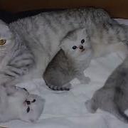 Кошка Разговаривает С Котятами Говорящие Коты Мяуканье Кошка Mom Cat