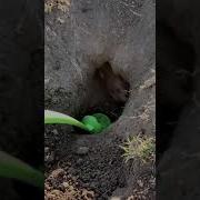 Шеренган Для Тик Тока