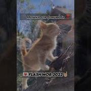 Для Флешмоба 2022