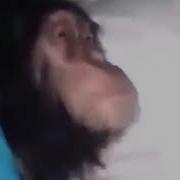 Шумкар Тур Балам Хаха Прикол