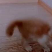 Не Так Страшен Кот Как Его Тыгдык Тыгыдык С Утра