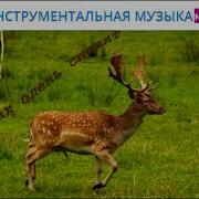 Инструментальная Музыка Мсц Ехб