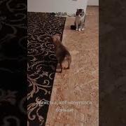 Она Тронула Меня Стич Тик Ток