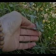 Зелена Трава Под Ногой Слегка