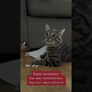 Говорят Что Этот Звук Должен Напомнить Котам Как Им Поклонялись В Древнем Египте